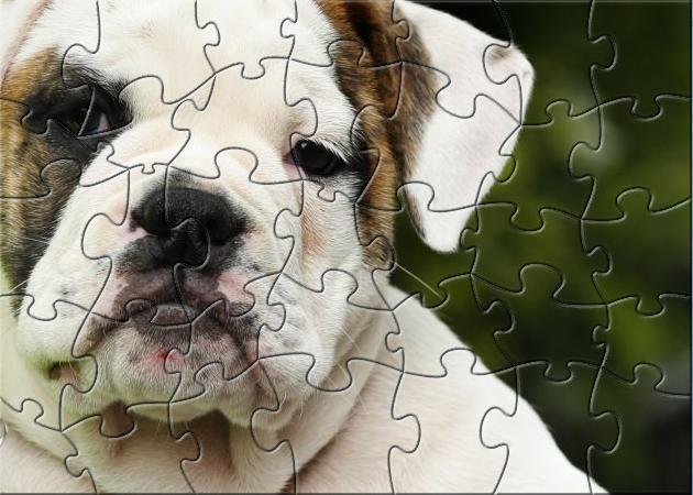 Screenshot of BSFD Dog Training Puzzle