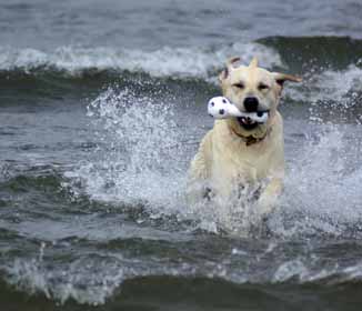 Bully Sticks for Dogs